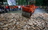 Declaration signed on illegal wildlife trade