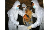 防控人感染H7N9禽流感疫情进入越南