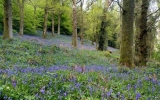 Ancient woodland losses 'not accounted for', say campaigners