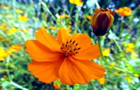 Người yêu tôi