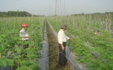 Farmers in Phu Giao get more support in economic development