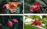 Two new species of camellia discovered in Vietnam