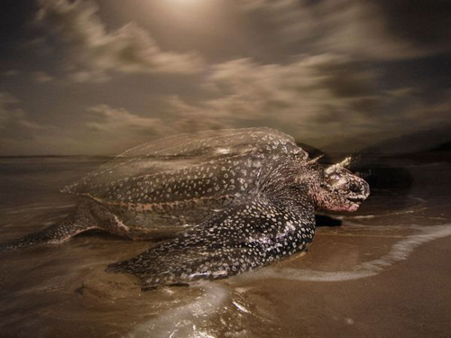 leatherback-turtle-night-4135-4387-3092-