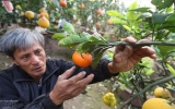 Hanoi farmer creates multi-fruit bearing tree