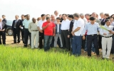 Thủ tướng thị sát mô hình hợp tác trồng lúa tại Cuba