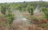 Citrus orchards in Hieu Liem commune put on focus