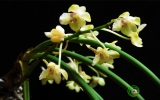 New species of orchid, flying frog and cicadas discovered in Vietnam