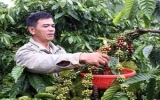 Coffee exporters expect to earn 3 billion USD