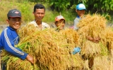 Large rice exports to Philippines helps Vietnam boost export to China