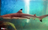 Black fin shark gives birth in Nha Trang