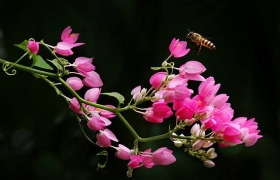 Về với màu nắng xanh
