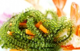 Lãi trăm triệu mỗi năm từ trồng rong nho