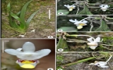 Three new floral species discovered in Vietnam