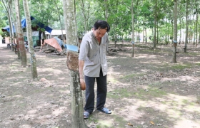 Người Nùng ở Bình Dương: Đổi thay từ vùng đất lành: Kỳ 1: Người Nùng yêu Bình Dương