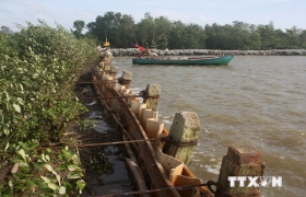 Đê biển Đông và Tây ở Cà Mau bị sạt lở nghiêm trọng