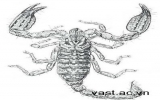 New scorpion species discovered in Vietnam