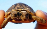 Chú rùa có hai đầu cùng mọc ra từ một thân duy nhất