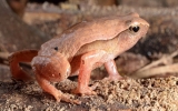 Two new spotted toad species discovered in Vietnam