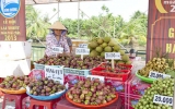 TX.Thuận An: Phát huy giá trị vườn cây ăn trái đặc sản
