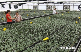 Ngăn chặn việc thu gom gen quý của tư thương nước ngoài