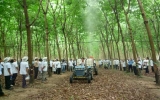 Phú Giáo: Hơn 12.000 ha cao su bị nhiễm bệnh phấn trắng