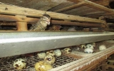 Quail rearing chosen by many farmers