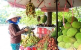 Vườn cây ăn trái Lái Thiêu: Giá trị đang dần khôi phục