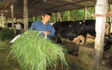 Hợp tác xã  bò sữa Long Tân (Dầu Tiếng): Đồng hành cùng người chăn nuôi