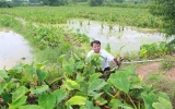 Cocoyam taro farming gives stable income