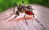 First dengue vaccine 'shows promise'