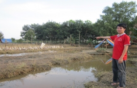 Làm giàu nhờ… nuôi vịt