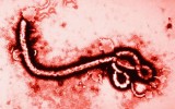 世卫组织称埃博拉已致932人死亡