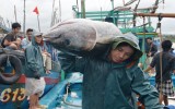 Tổ quốc bên bờ sóng: “Vua” cá ngừ đại dương Năm Rỵ