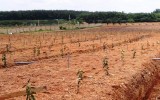 Xã Lạc An, huyện Bắc Tân Uyên: Phát triển Tổ hợp tác trồng cây có múi