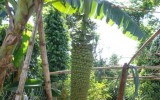 Đắk Lắk: Buồng chuối 150 nải, dài hơn 2m