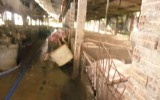 Thị xã Dĩ An: Lập lại trật tự đối với ngành nghề chăn nuôi