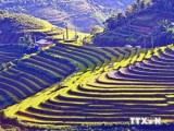 越南沙巴梯田被列入世界最美景点名录