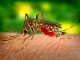 Nhật Bản phát triển thành công  kháng thể chống sốt xuất huyết