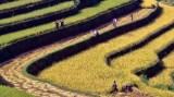 Cultural Tourism Week of Mu Cang Chai terraced field opens