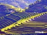 Tourism week kicks off in Mu Cang Chai