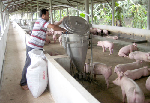 Mô hình chăn nuôi heo khép kín an toàn và hiệu quả