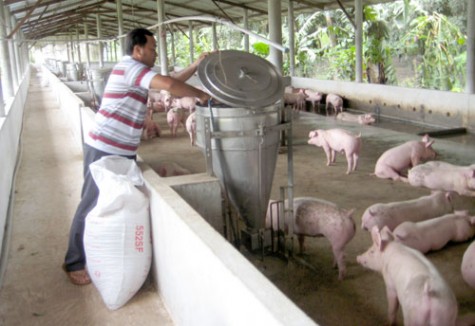 Mô hình trang trại chăn nuôi lợn có 102 ở Vĩnh Phúc  Dân Việt