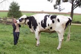 Chú bò cao hơn 1,9m vào sách kỷ lục thế giới