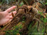Phát hiện nhện khổng lồ dài 30cm, nặng bằng một chú cún con