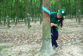 Đảng ủy Nông trường Cao su Tân Hưng: Quan tâm, bồi dưỡng lực lượng hậu bị