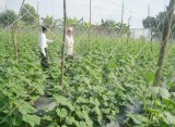 TX. Thuận An: Thực hiện nhiều biện pháp nâng cao hiệu quả kinh tế cây trồng