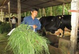 Xã Minh Tân, huyện Dầu: Ra mắt Tổ hợp tác chăn nuôi bò sữa