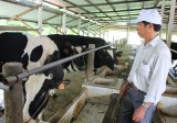 Hỗ trợ nông dân nâng cao hiệu quả chăn nuôi bò sữa