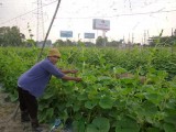 Phường Chánh Phú Hòa, TX.Bến Cát: Tập huấn trồng rau an toàn cho nông dân