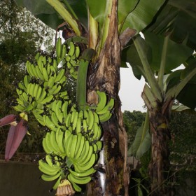 Nghệ An: Cây chuối trổ 2 buồng